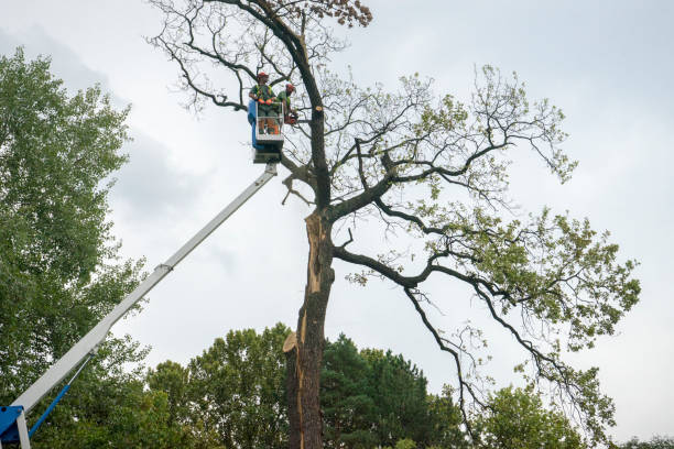 Leaf Removal in Eastern Goleta Valley, CA